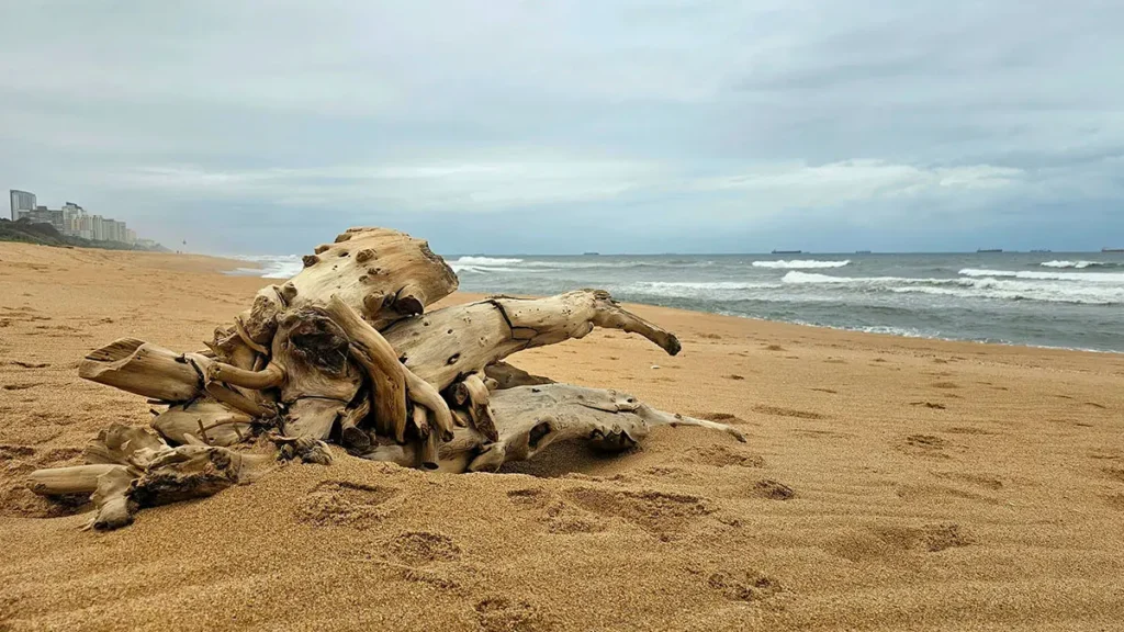 Legno in spiaggia