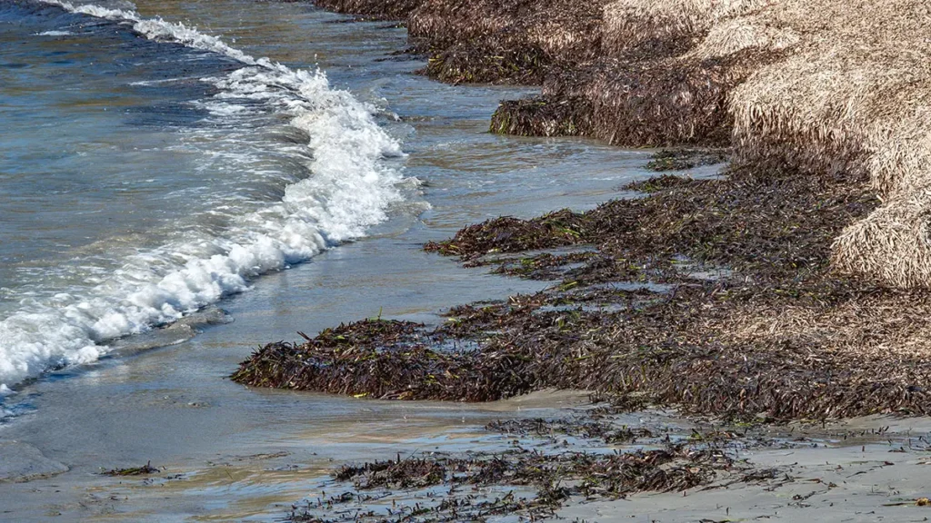 Posidonia