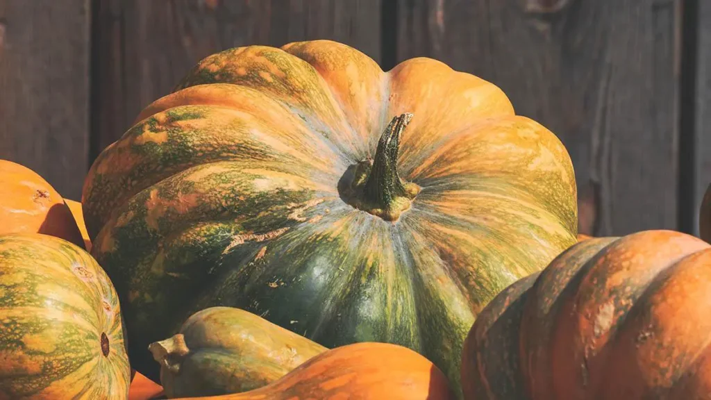 Zucca
